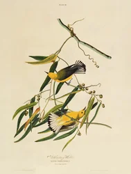 Prothonotary Warbler, z 